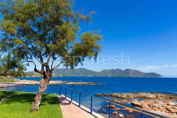 Praia filho mallorca Espanha árvore Foto stock © lunamarina