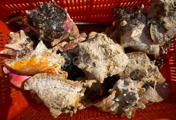 Caribbean seashells catch in Mexico Stock photo © lunamarina