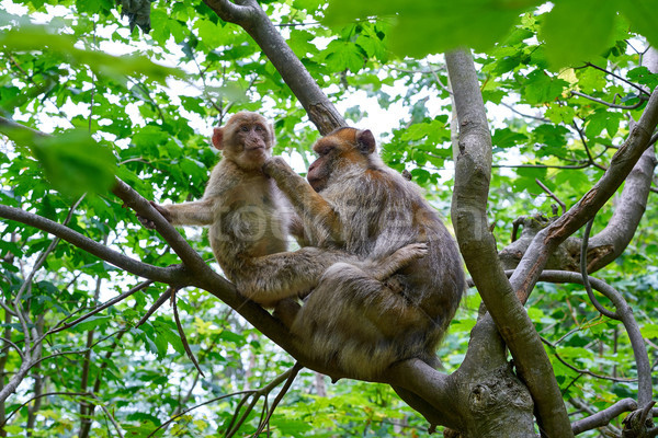 Barbary apes macaca sylvanus macaque monkey Stock photo © lunamarina