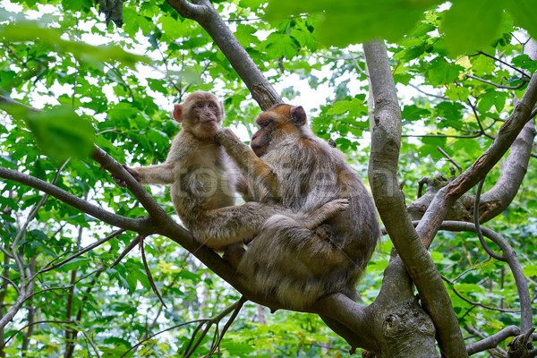 Barbary apes macaca sylvanus macaque monkey Stock photo © lunamarina