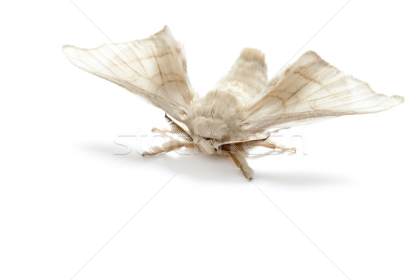 butterfly white of silkworm silk worm isolated Stock photo © lunamarina