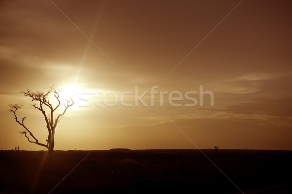 African sunset warm brown golden sky colors and tree Stock photo © lunamarina