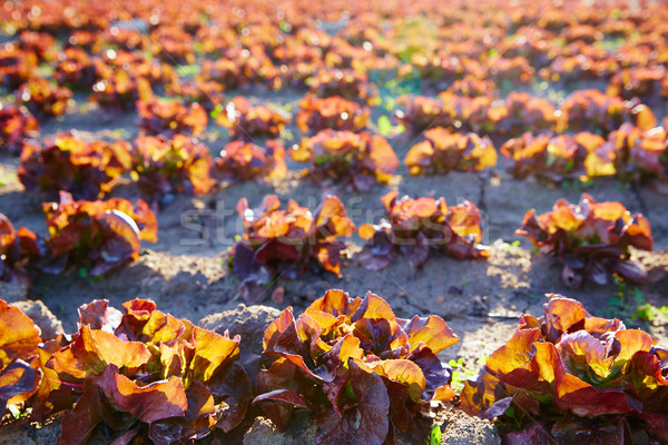 Foto d'archivio: Rosso · rovere · foglia · campo · fila · mediterraneo