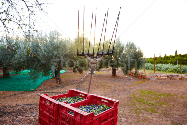 Olajbogyók aratás szőlőszüret vibrálás villa szerszám Stock fotó © lunamarina