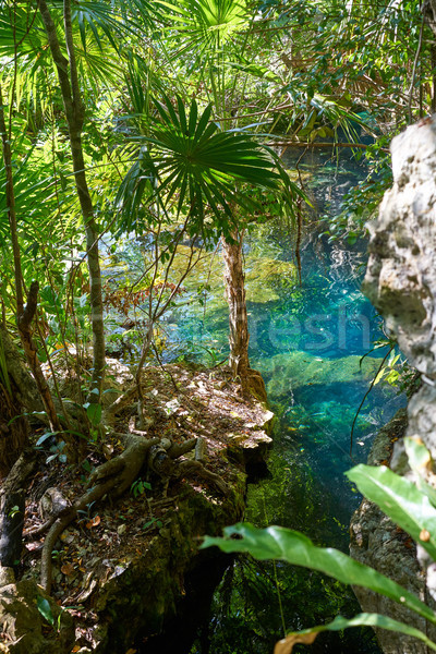 Cenote in Riviera Maya of Mayan Mexico Stock photo © lunamarina