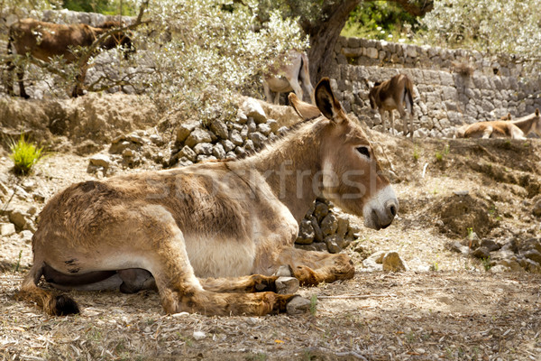 Donkey mule sitting in Mediterranean olive tree Stock photo © lunamarina