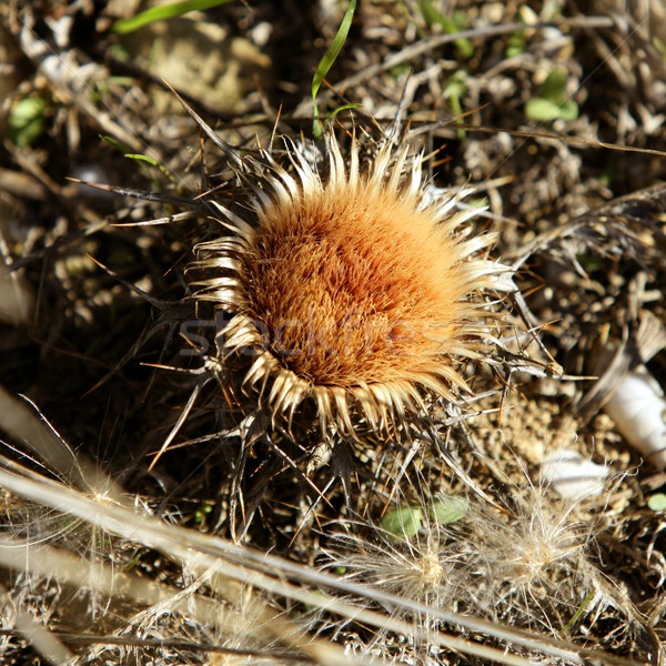 Stock photo: Creeping thistle. Golden, dried nature macro plant
