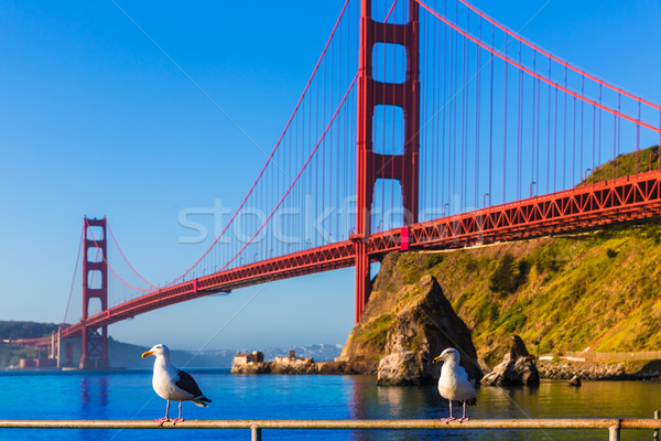 San Francisco Golden Gate Bridge pescarus de mare California SUA albastru Imagine de stoc © lunamarina
