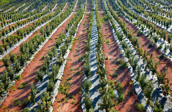Foto stock: Caqui · árvores · campo · Espanha · agricultura