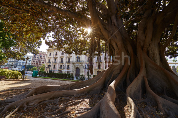 Valencia Glorieta park big ficus tree Spain Stock photo © lunamarina