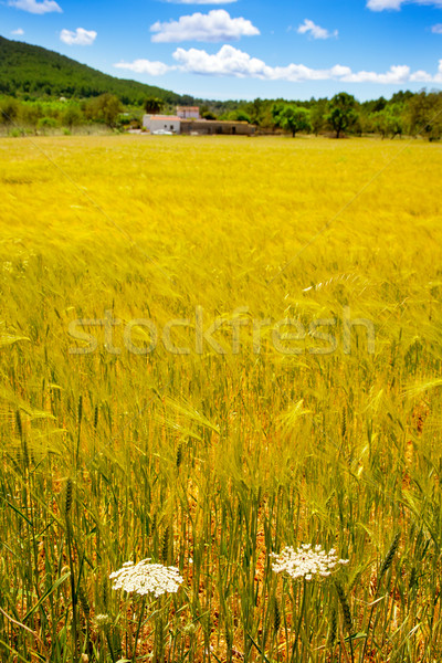 Ibiza island golden wheat fields of mediterranean Stock photo © lunamarina
