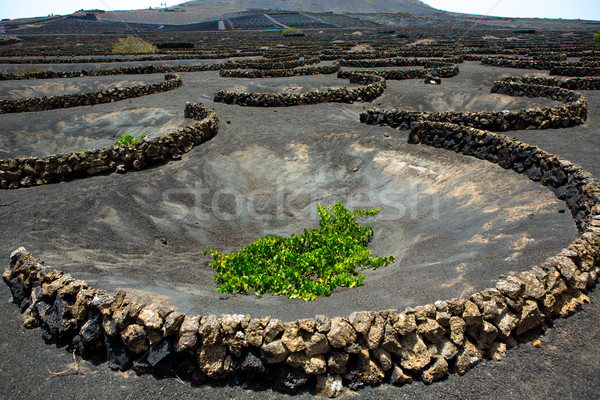 La podgorie negru vulcanic sol insulele canare Imagine de stoc © lunamarina