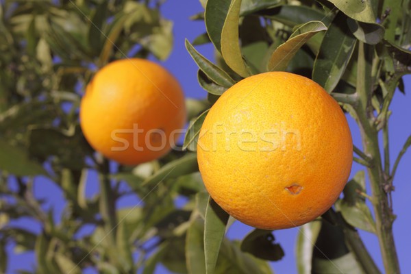 Stock fotó: Narancsok · gyümölcs · narancsfa · égbolt · fa · egészség