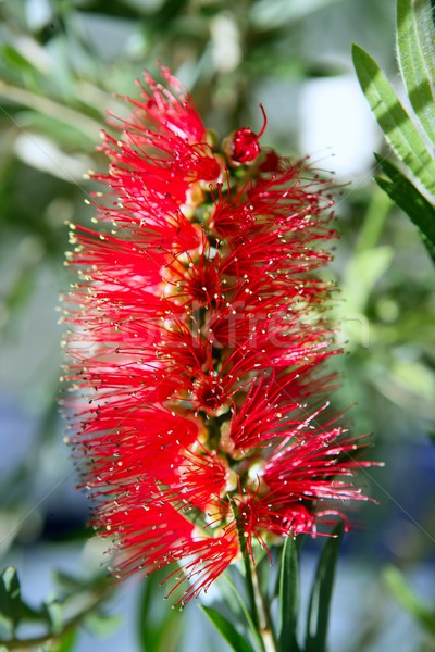 Callistemon viminalis red flower Weeping Bottlebrush  Stock photo © lunamarina