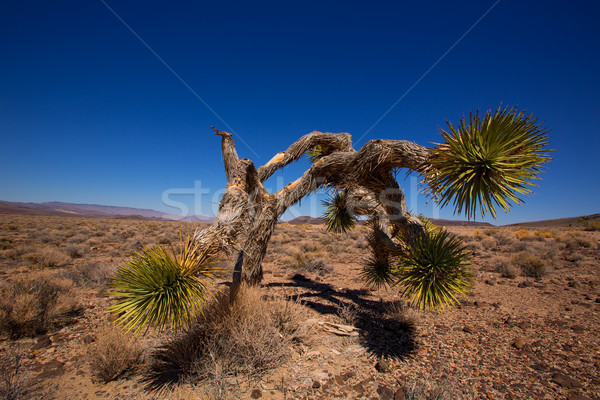 Death Valley joshua tree yucca plant Stock photo © lunamarina