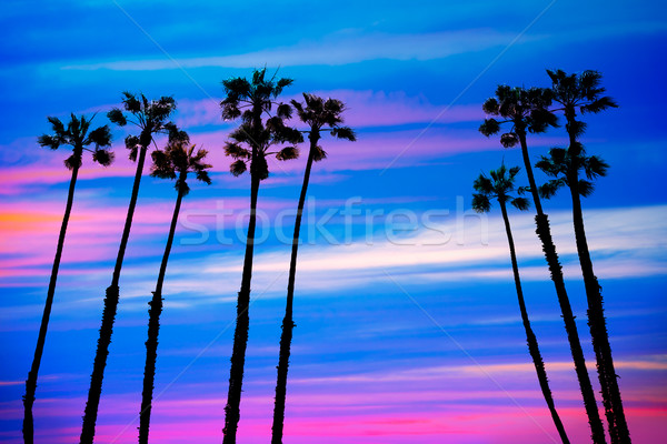 California palm trees sunset with colorful sky Stock photo © lunamarina