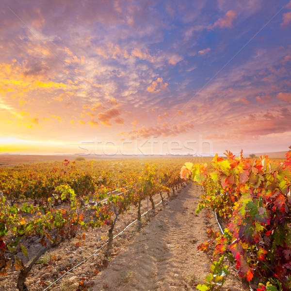 Stockfoto: Zonsopgang · wijngaard · Spanje · druif · boom · voedsel