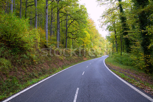 Pyrenees curve road in forest Stock photo © lunamarina