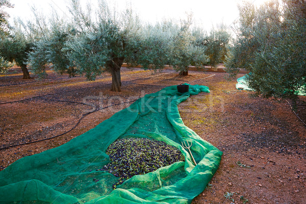 Olives harvest picking with net at Mediterranean Stock photo © lunamarina