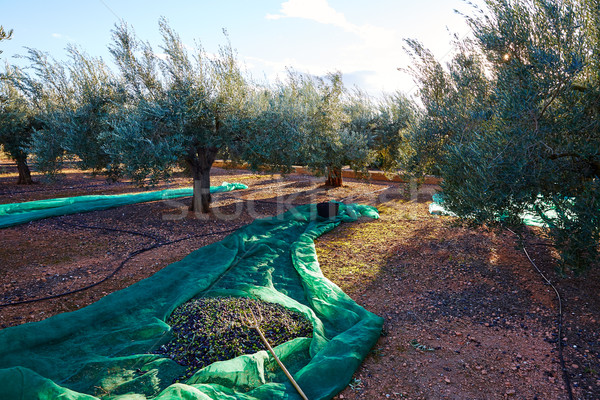 Foto d'archivio: Olive · raccolto · net · mediterraneo · oliva