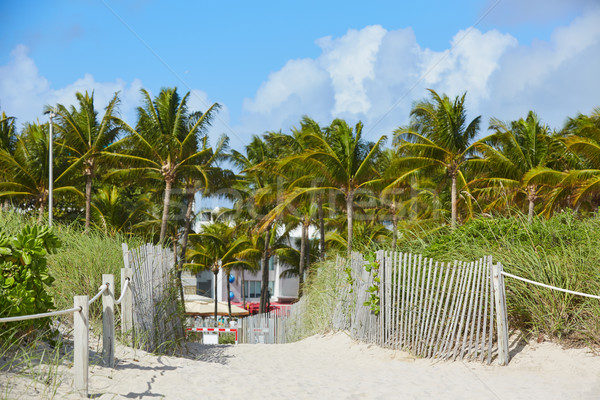 Miami Strand Eingang Palmen Florida USA Stock foto © lunamarina