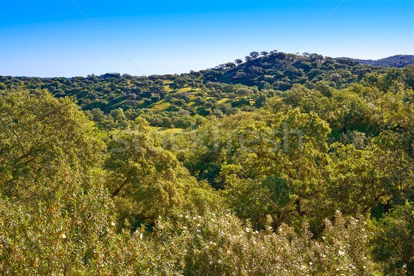 Via de la Plata way Sierra Norte Seville Spain Stock photo © lunamarina