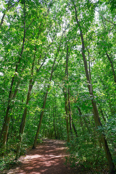 Foto stock: Unesco · naturales · parque · Alemania · madera · forestales