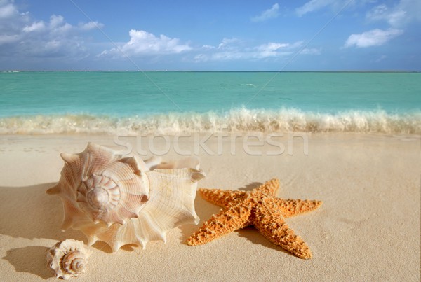 Mare coji de steaua de mare tropical nisip turcoaz Imagine de stoc © lunamarina
