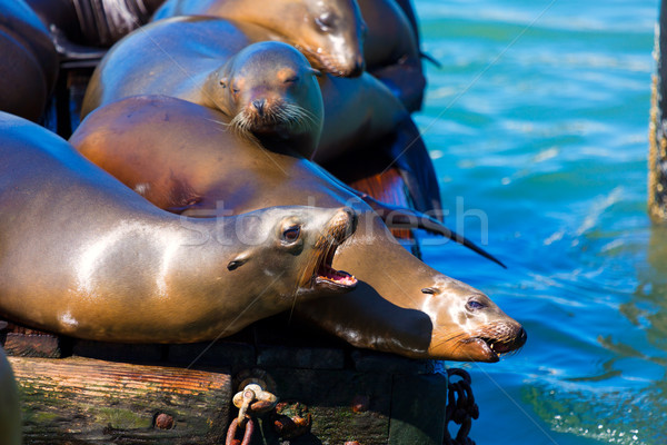 San Francisco Pier 39 lighthouse and seals California Stock photo © lunamarina