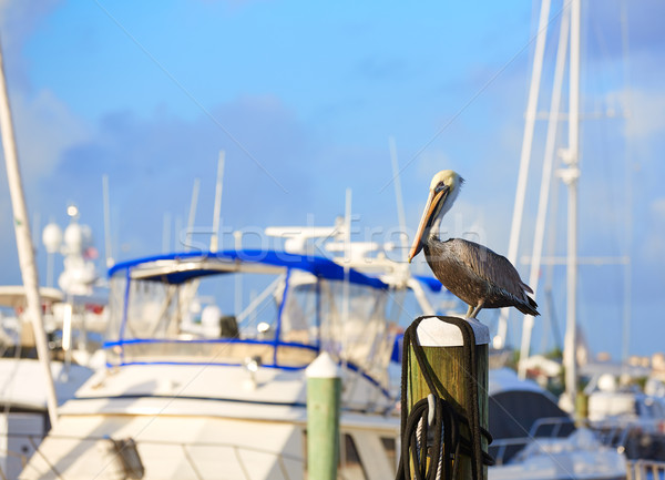 Fort lauderdale uccello marina Florida polo USA Foto d'archivio © lunamarina