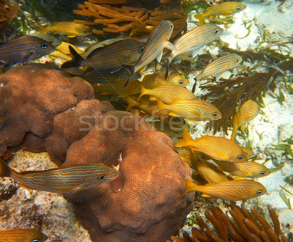 Mesoamerican barrier Great Mayan Reef Stock photo © lunamarina
