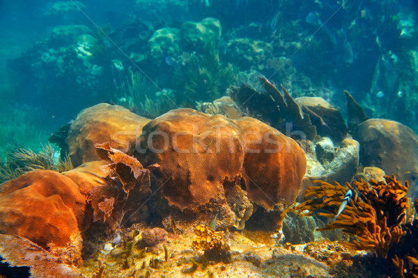 Stock photo: Mesoamerican barrier Great Mayan Reef