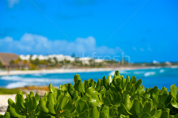 加勒比的 海灘 天空 水 夏天 綠色 商業照片 © lunamarina