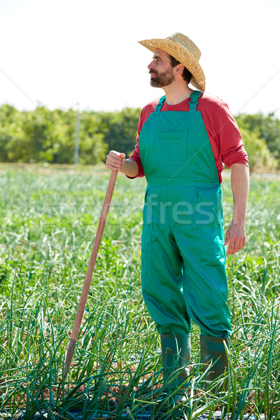 Farmer man working in onion orchard with hoe Stock photo © lunamarina