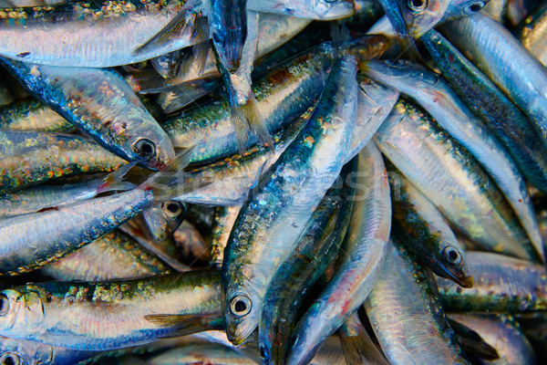 Sardines fresh fish in the fish market Stock photo © lunamarina