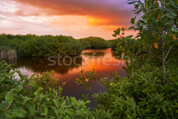 Mangroove sunset in Riviera Maya Mexico Stock photo © lunamarina