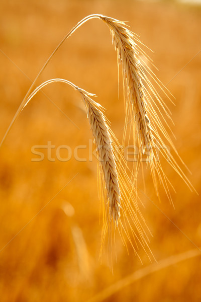 Stock photo: golden wheat two spikes of ripe cereal