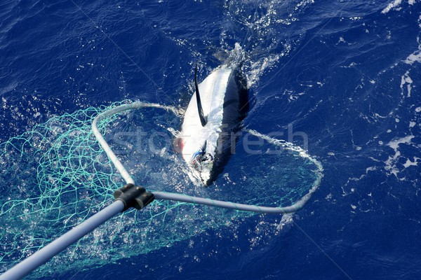 Blue fin tuna Mediterranean fishing and release  Stock photo © lunamarina