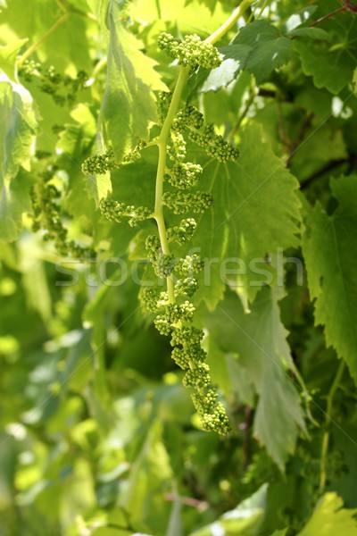 vineyard with little baby graps growing sprouts Stock photo © lunamarina