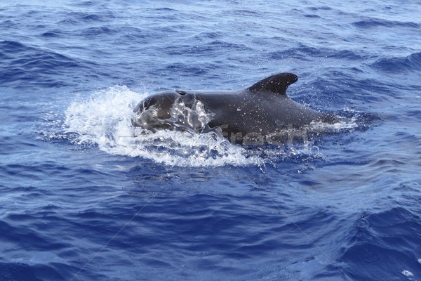 pilot whale free in open sea blue mediterranean Stock photo © lunamarina