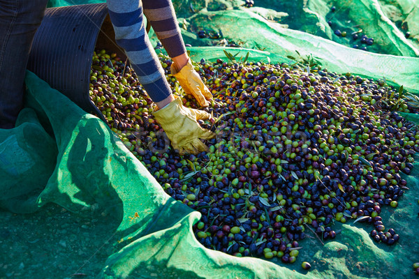 Foto stock: Aceitunas · cosecha · manos · mediterráneo · guantes