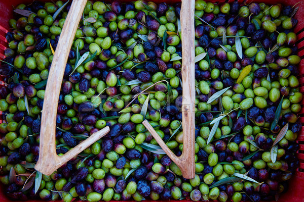 Olives harvest and picking sticks at Mediterranean Stock photo © lunamarina