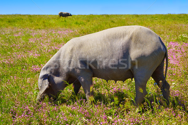 Cerdo iberico iberian pork in Dehesa Spain Stock photo © lunamarina
