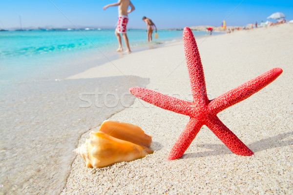 Foto stock: Praia · starfish · concha · areia · branca · céu · água