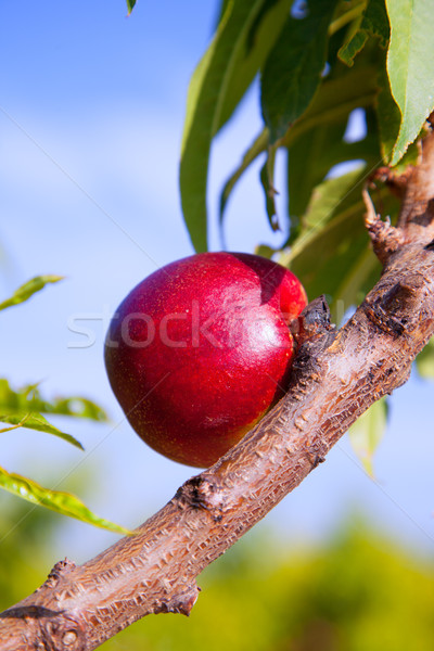 Nektarynka owoce drzewo czerwony kolor zielone Zdjęcia stock © lunamarina
