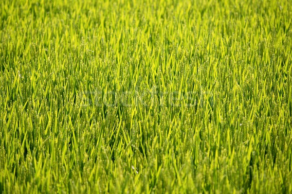 Rice cereal green fields Stock photo © lunamarina
