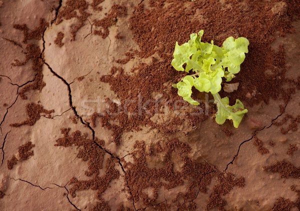 Lettuce green outbreak over red clay floor Stock photo © lunamarina