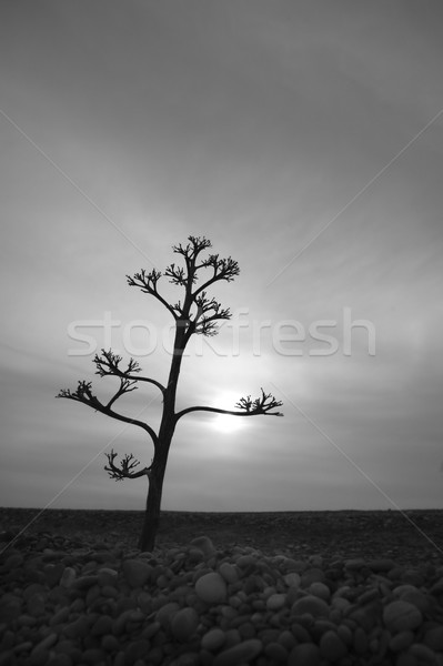 龍舌蘭 花 背光 灰色 石頭 海灘 商業照片 © lunamarina