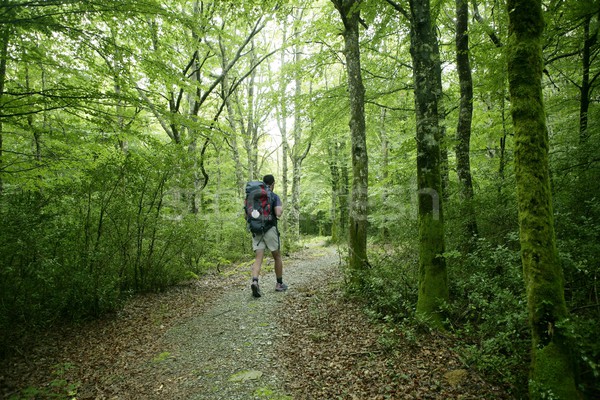 Adventure hiking on beech forest of Pyrenees Stock photo © lunamarina