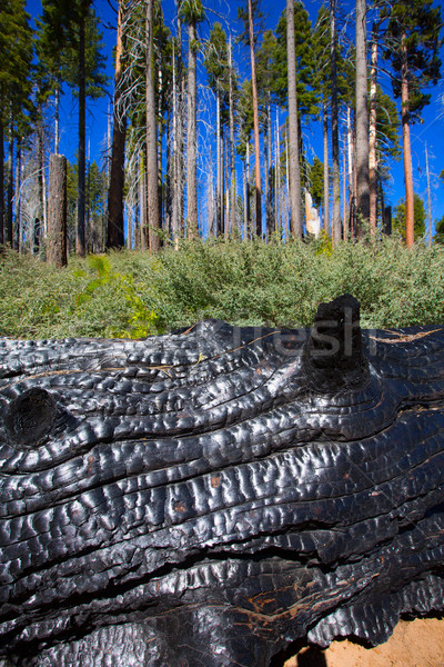 Yosemite liget Kalifornia égbolt nap fény Stock fotó © lunamarina